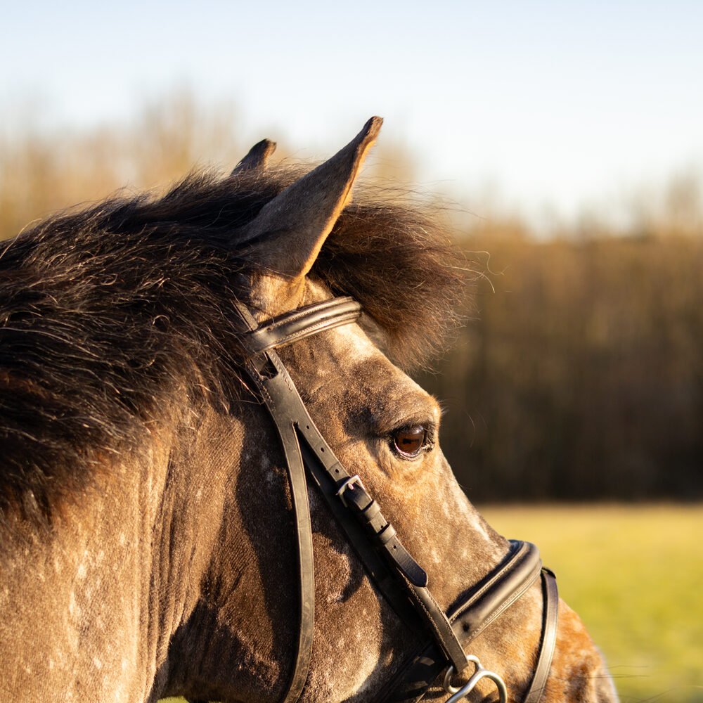 Horse in a Shropshire field